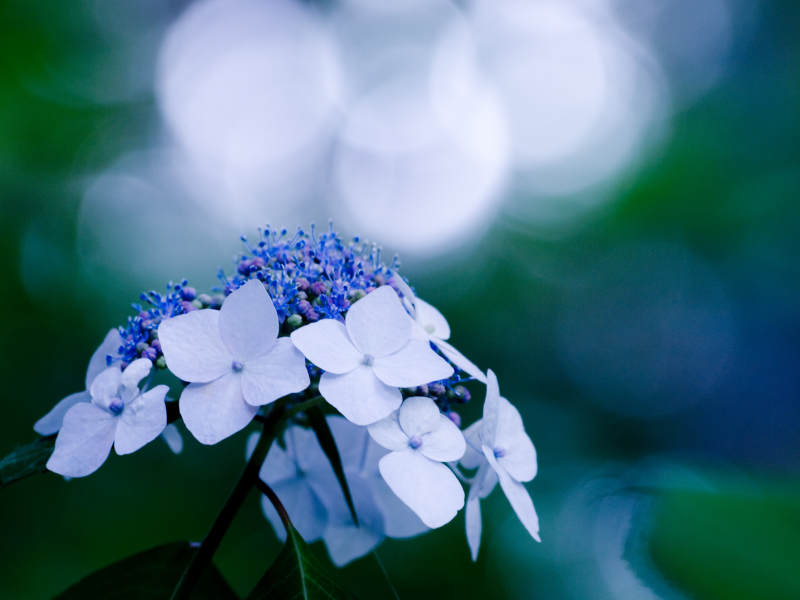макро, синий, цветок, голубой, блики, растение