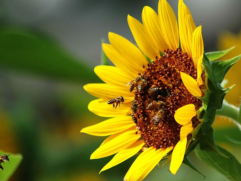 подсолнух, лето, пчёлы, настроение, солнце