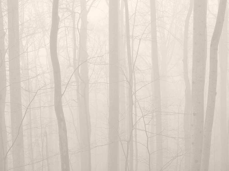 фото, деревья, природа, туман, лес