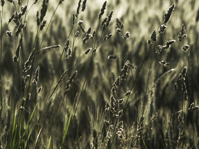 поле, пшеница, колосья, фото, трава, природа