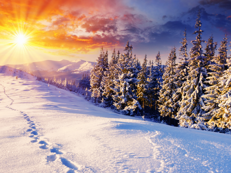 дерево, следы, природа, снег, пейзажи, солнце, деревья, зимние обои, зима