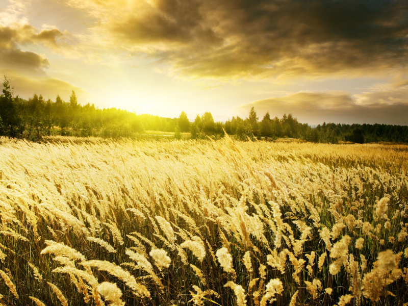 warm sunrise, пшеница, колоски, поле, рассвет, природа, золотые, небо