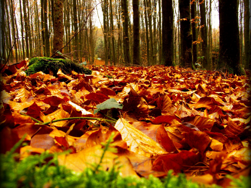 осень, лес, природа, листва