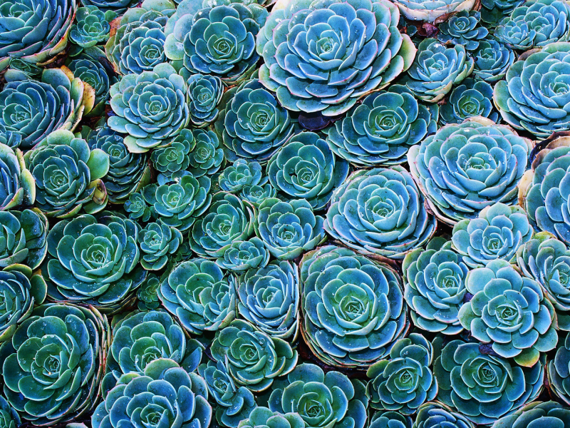 echeveria, cactus, зеленый