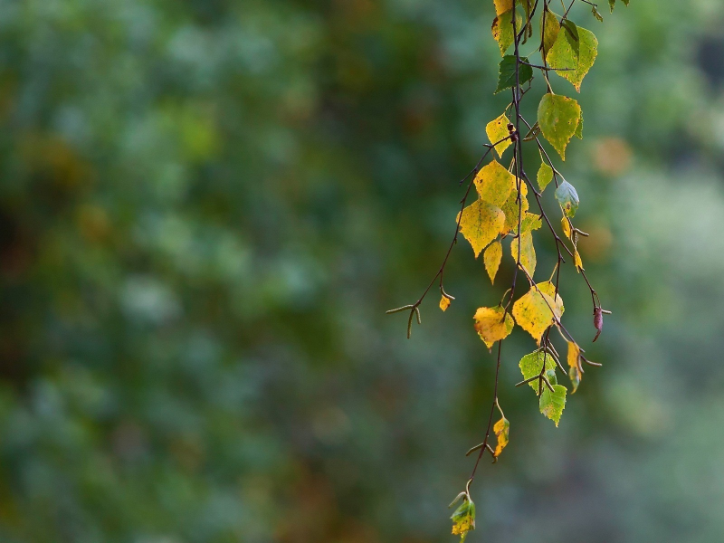 ветвь, листья, осень, берёза