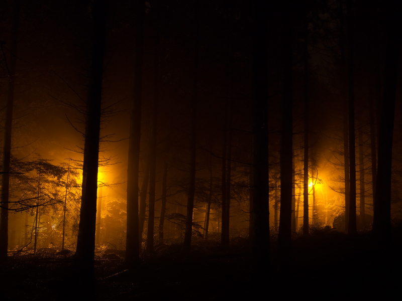лес, ночные огни, фонари, evening lights, огни, ночь