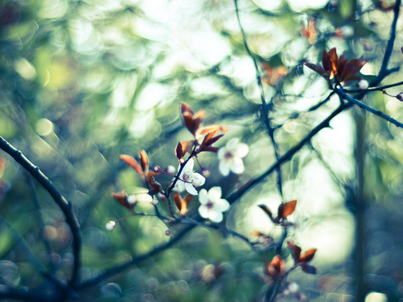 цветение, макро, вишня, весна, блики, цветы, белые, ветви, размытость