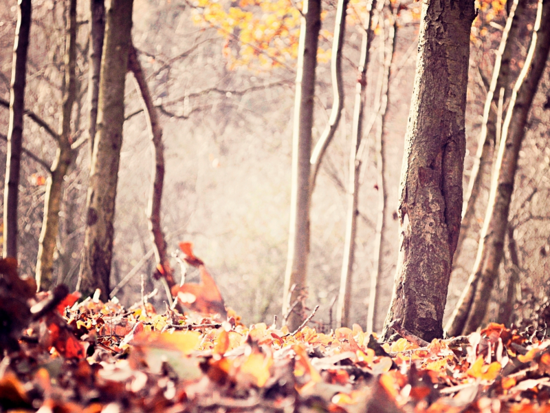 деревья, лес, листья, осень