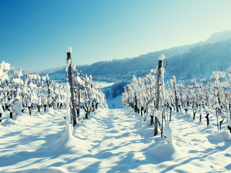 лоза, снег, зимние обои, лес, виноградник, зима, горы, деревня, пейзажи