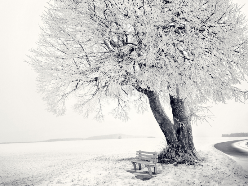 зима, frozen tree, снег, дерево