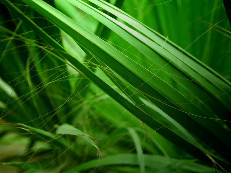 зелёный, природа, фон, болото, трава, макро фото