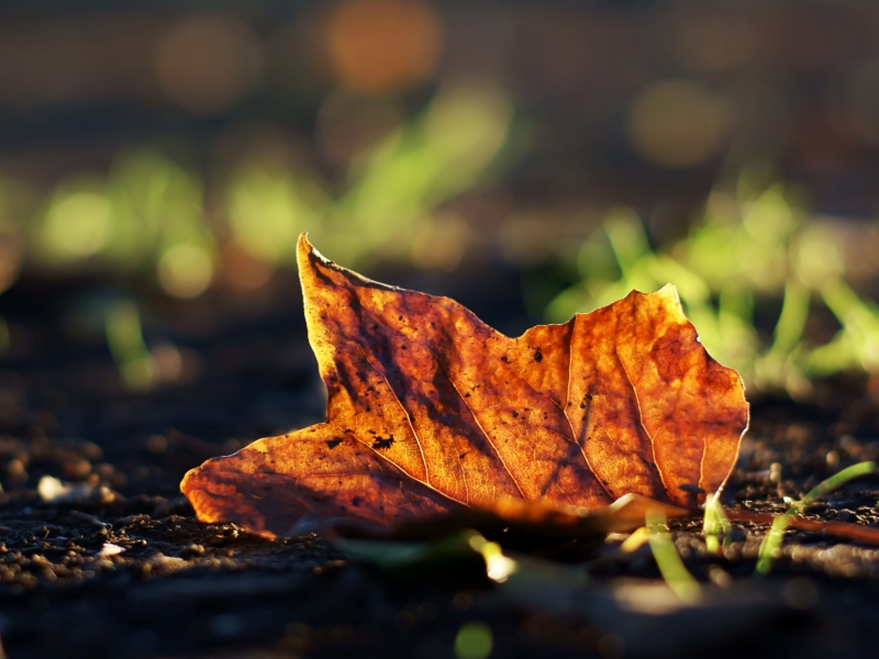 фото, фон, макро, осень, фото, опавший, земля, трава, обои, лист, размытость