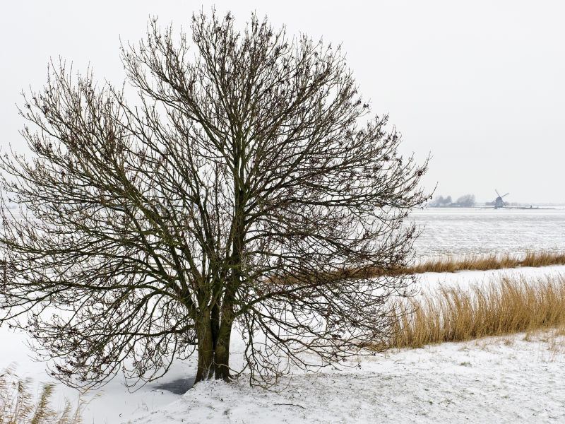 снег, зима, природа, дерево