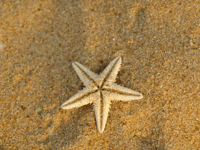 морская, звезда, суша, песок