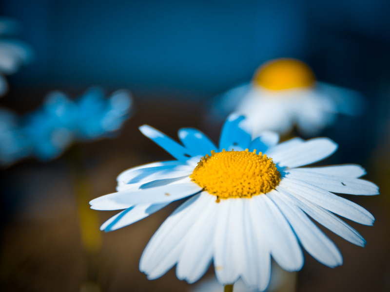 природа, ромашка, цветы, фотограф ann_ann
