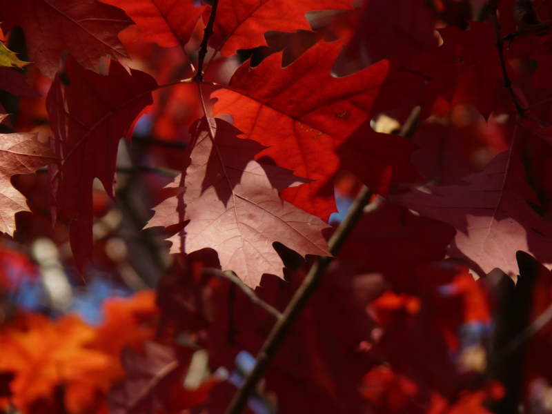 рыжие листья, деревья, осень