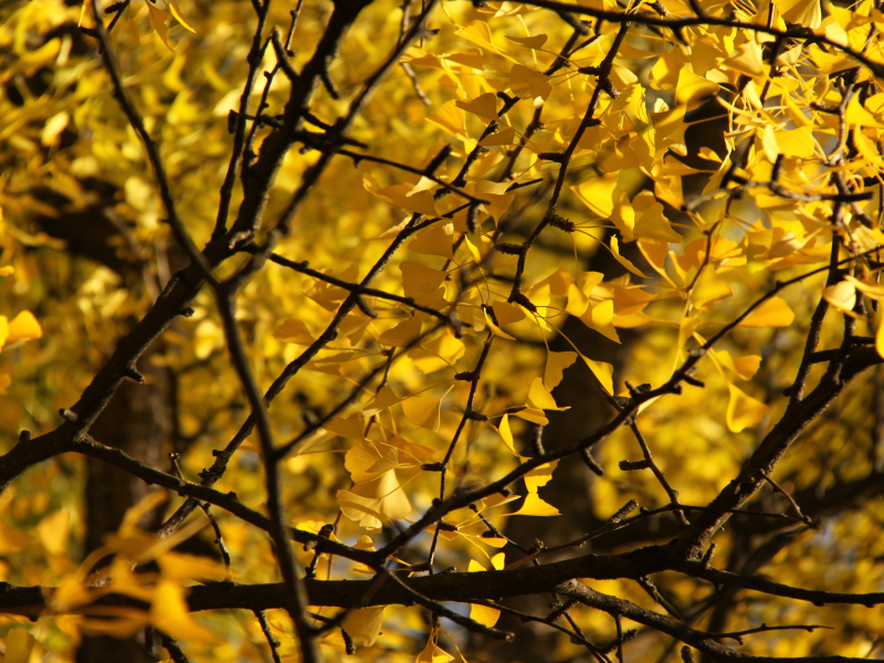 макро, деревья, ветки, листики, жёлтая листва