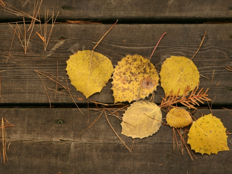 макро, фото, дерево, доски, листья, осень, осенние обои