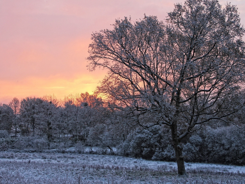 дерево, зима, рассвет, утро, снег
