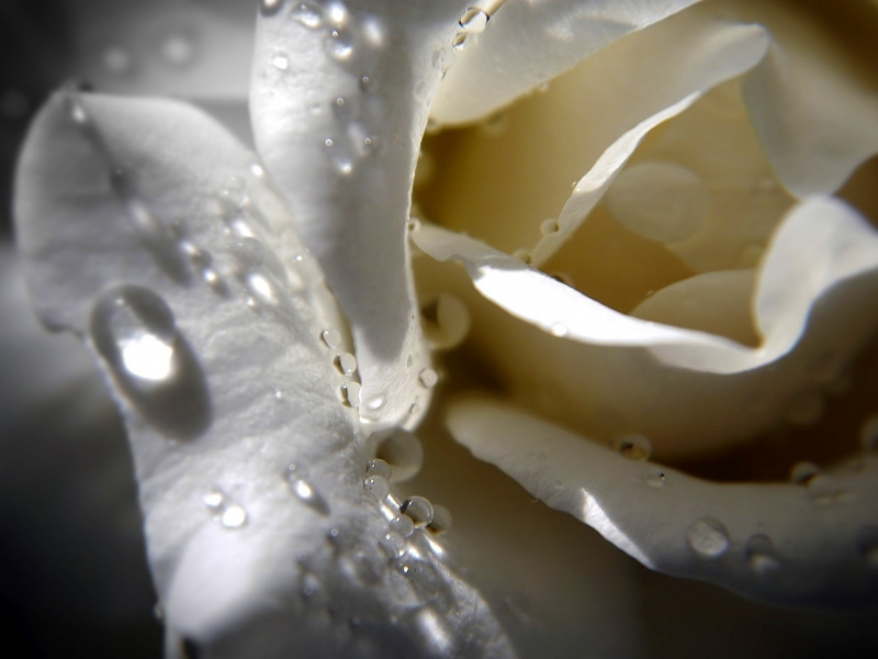 цветок, белая роза, капли, макро