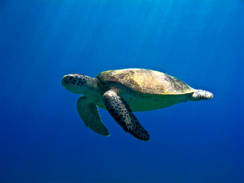 черепаха, море, египет