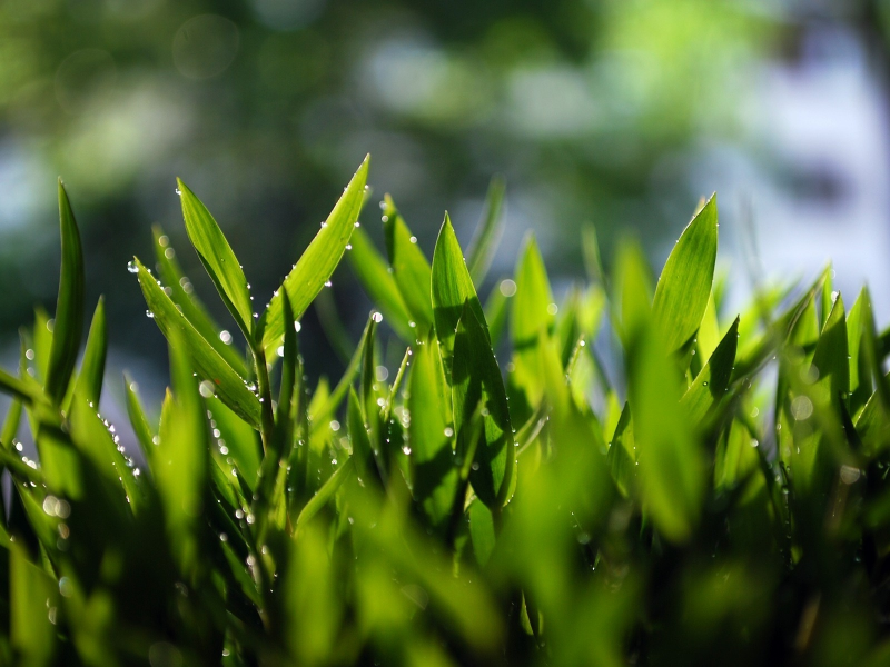 зелень, grass, трава