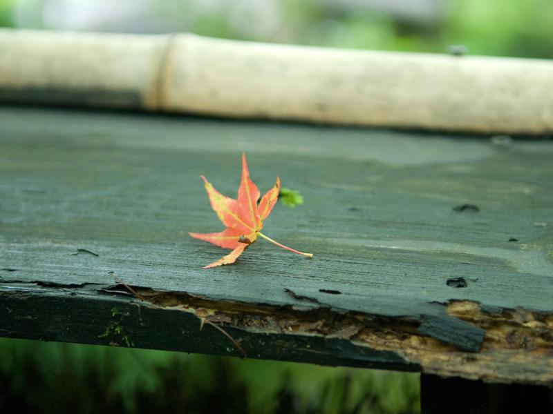 лист, осень, скамейка