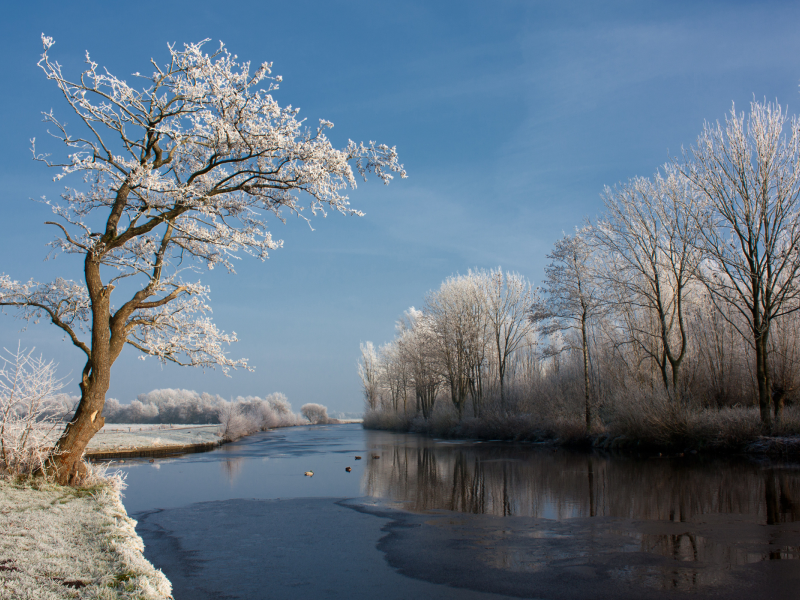 зима, дерево, река, природа