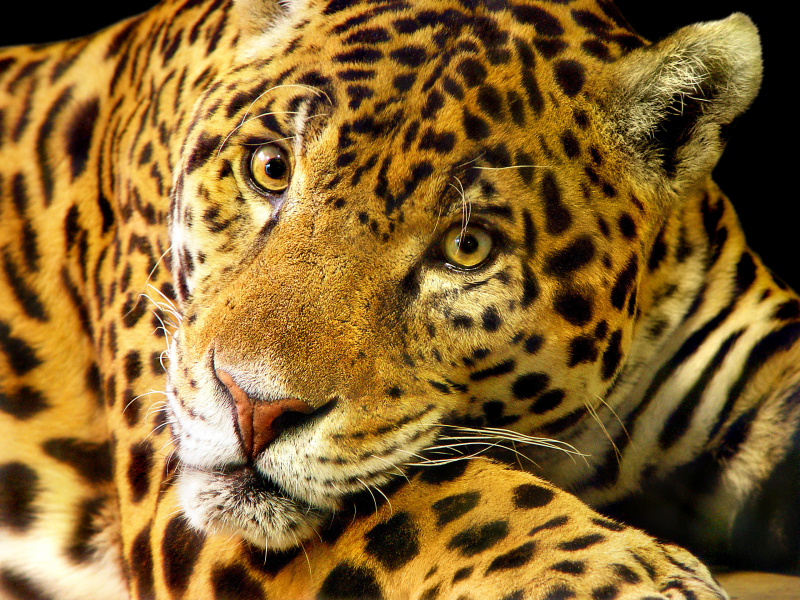 кошка, jaguar, большая