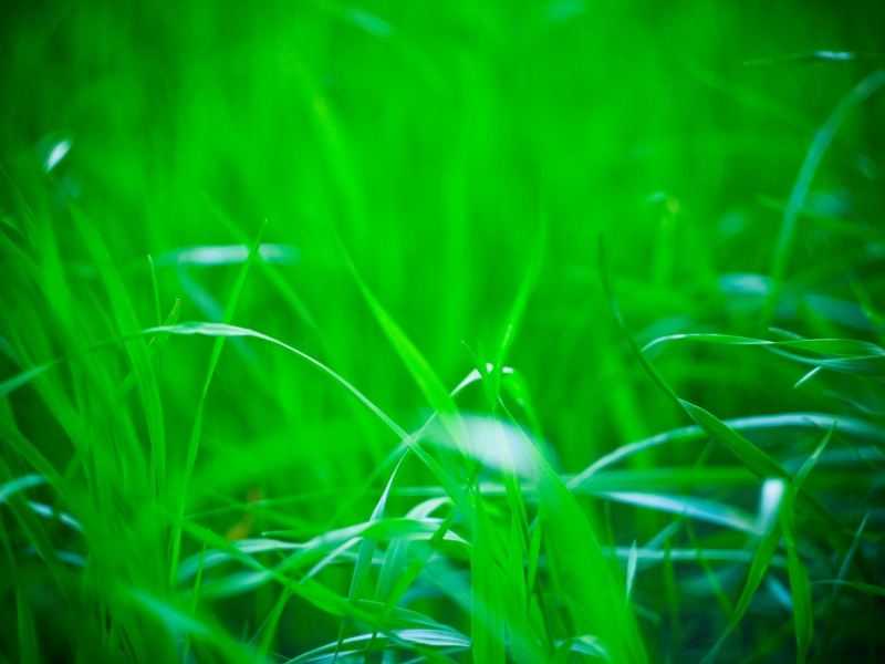 природа, зелень, трава