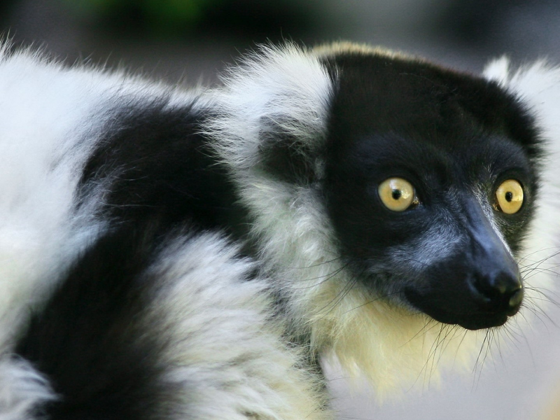 lemur, морда, взгляд, лемур