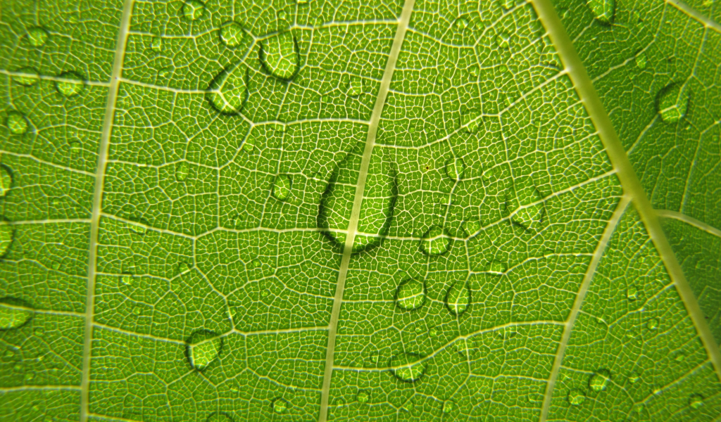 виноградный лист, зеленый, растения