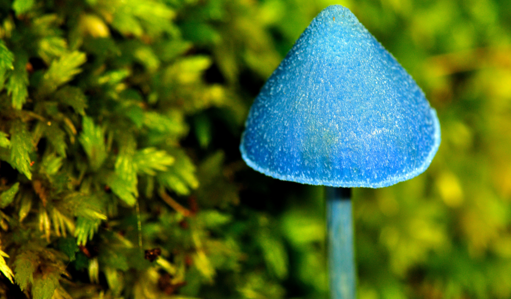 магический, макро, голубой, грибочек, гриб, синий