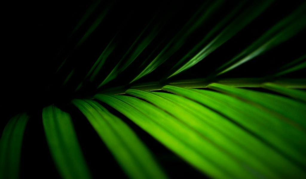 green macro, макро, листья, фото, зелёный