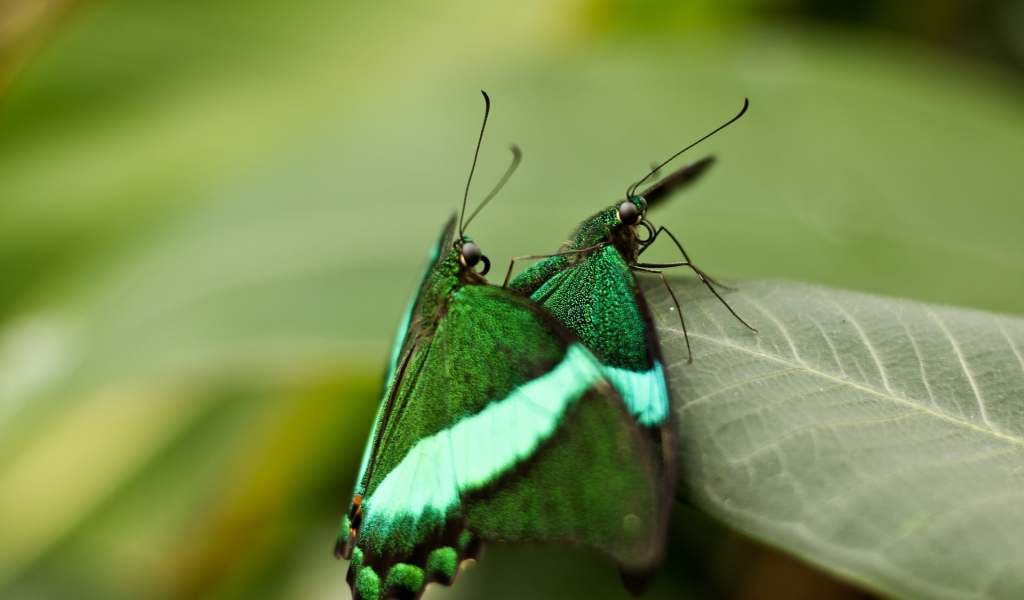 macro, бабочки, leaf, макро, insects, nature, 1920x1272, природа, butterflies, листок, насекомые