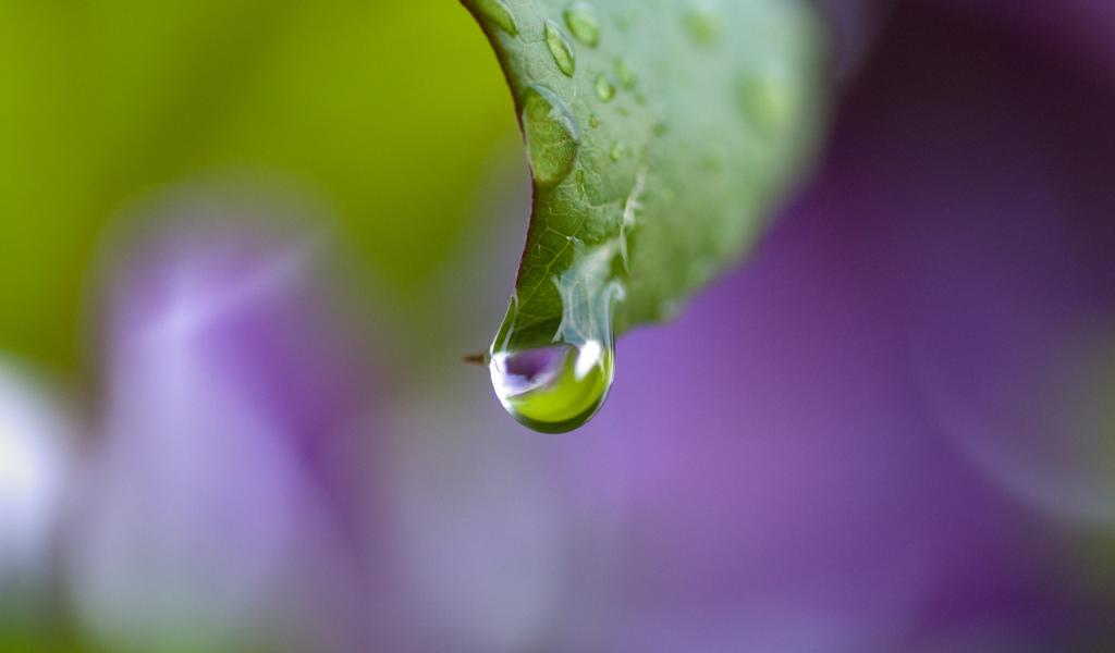 лист, purple drop, капли