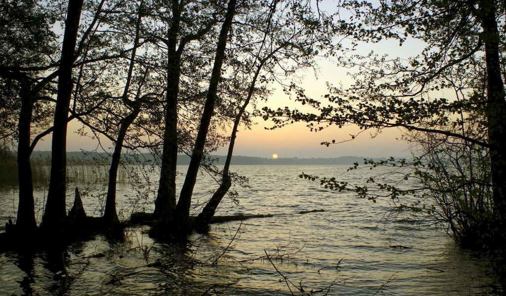 деревья, солнце, водоём, горизонт, минорно, закат, ветки, вода