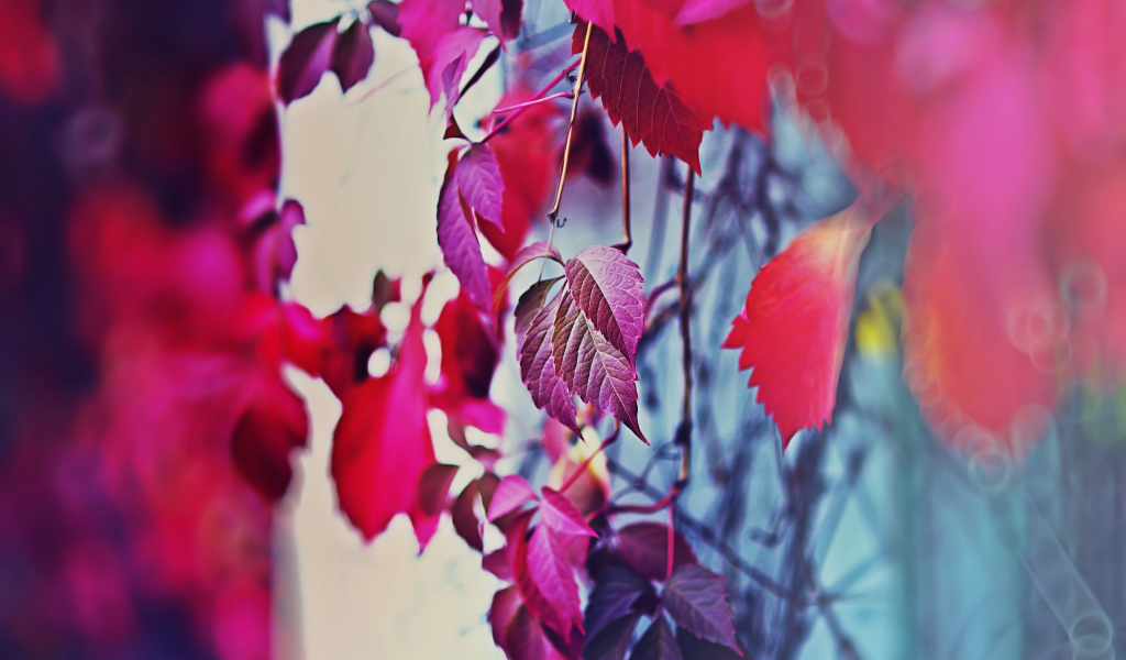 забор, настроение осень, цвета, дерево