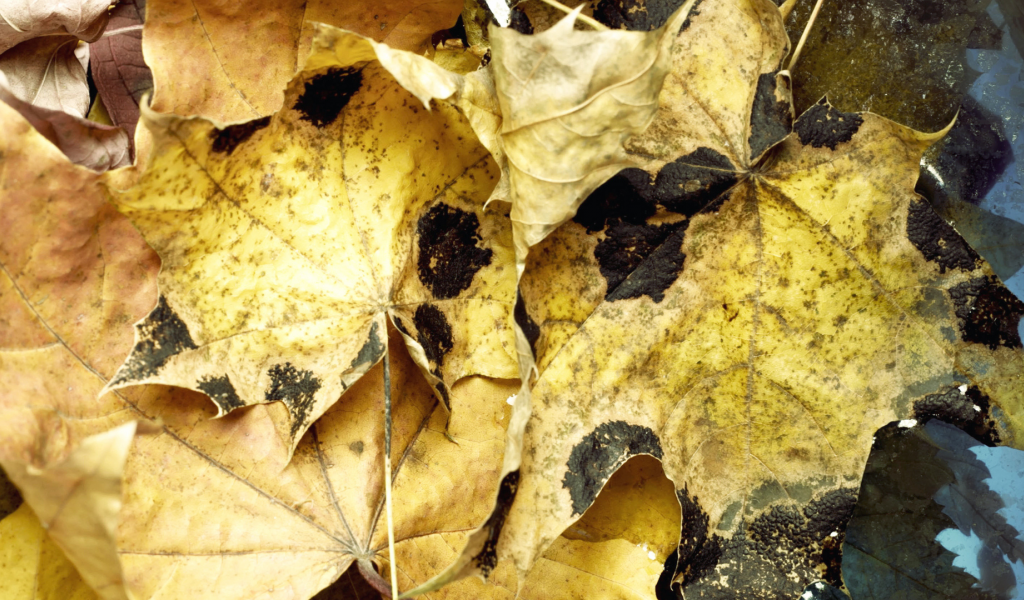 вода, leaves, макро, water, листья, autumn, осень, 1920x1080, macro
