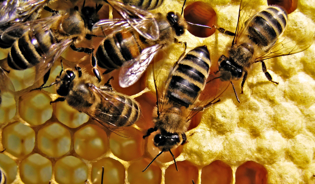 мёд, пчёлы, улий, соты, насекомые