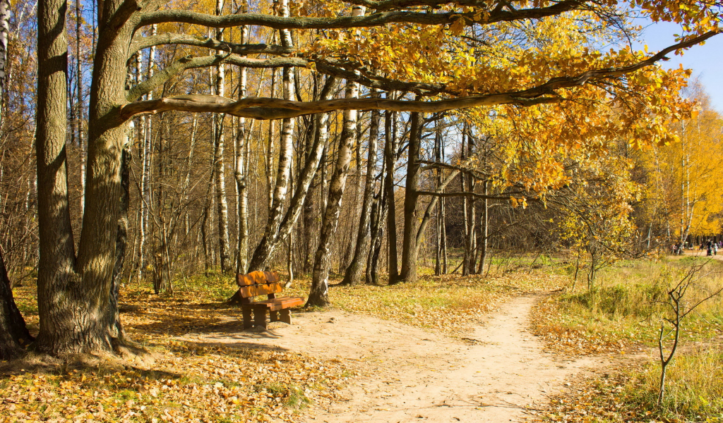 осень, деревья, скамья