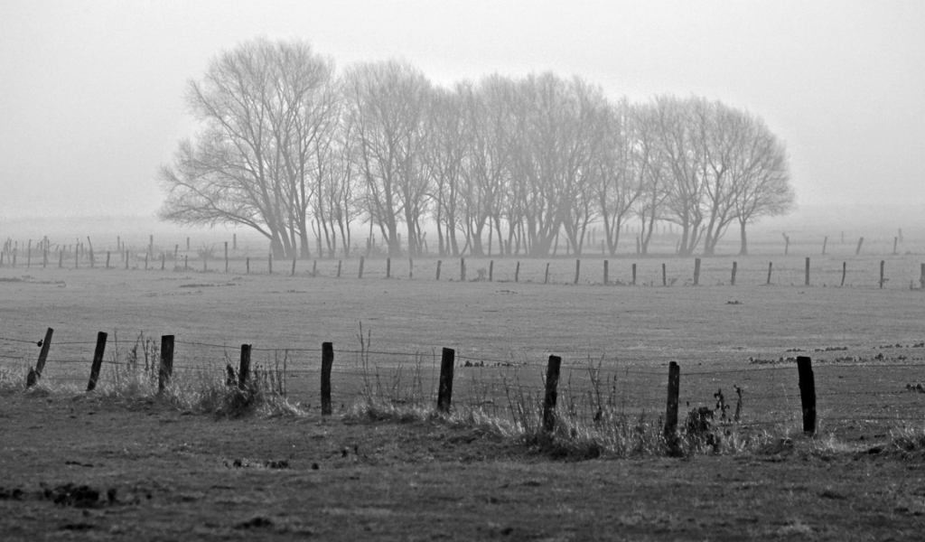 обои, view, туман, природа, деревья, пейзажи, fog, фото