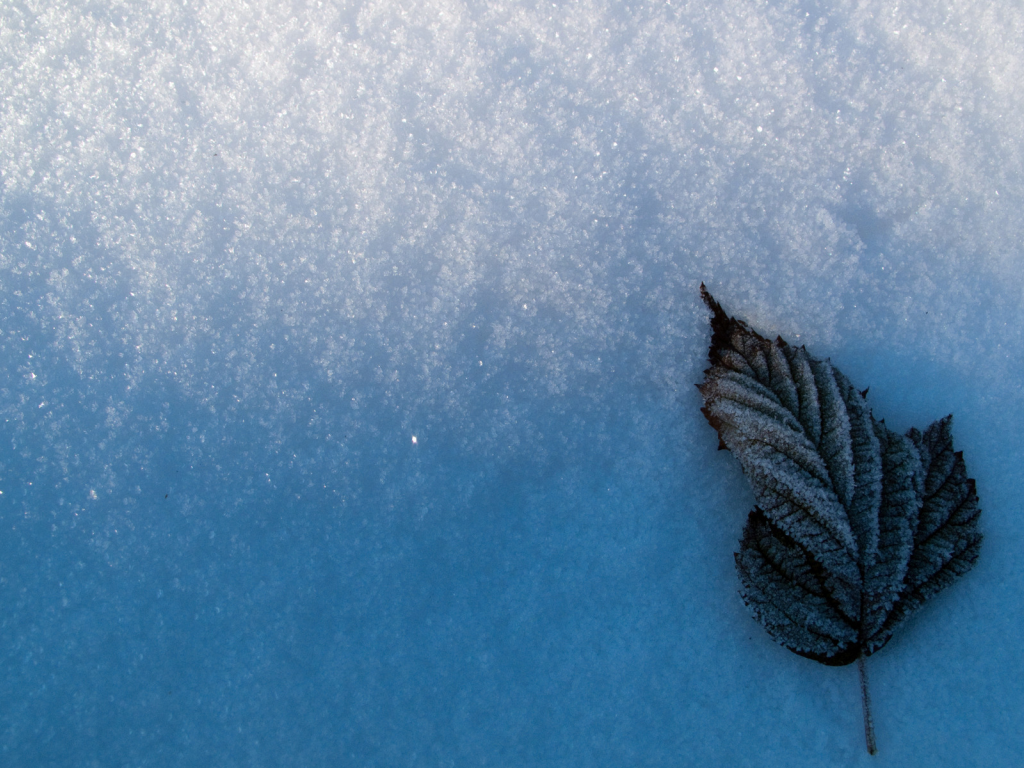 снег, зима, лист, frozen leaf