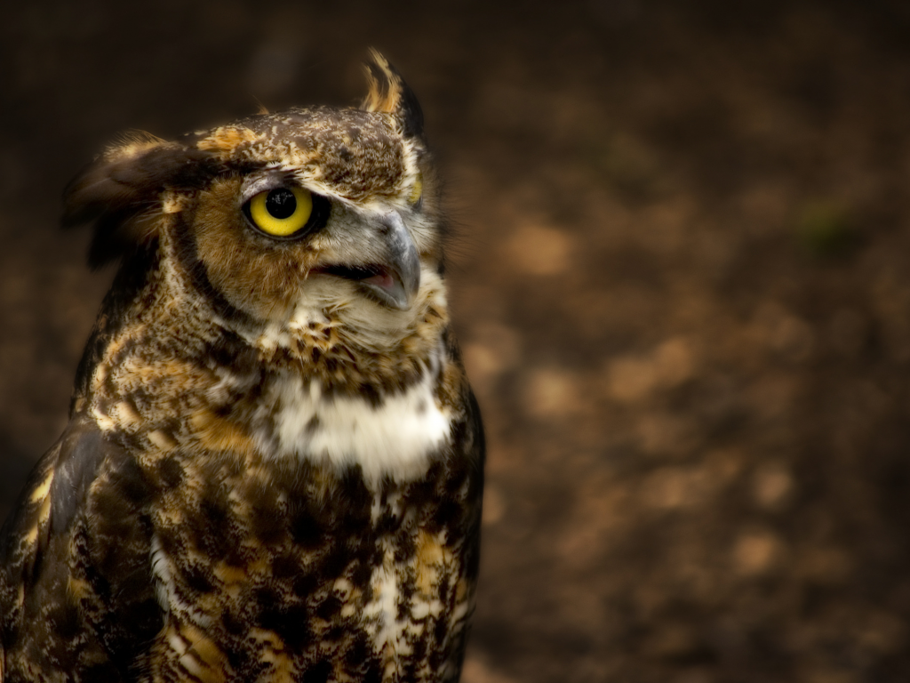 ушастая, сова, great horned owl