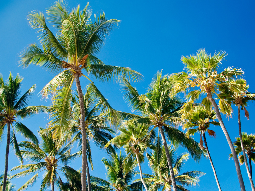 пальмы, листья, palms, paradise