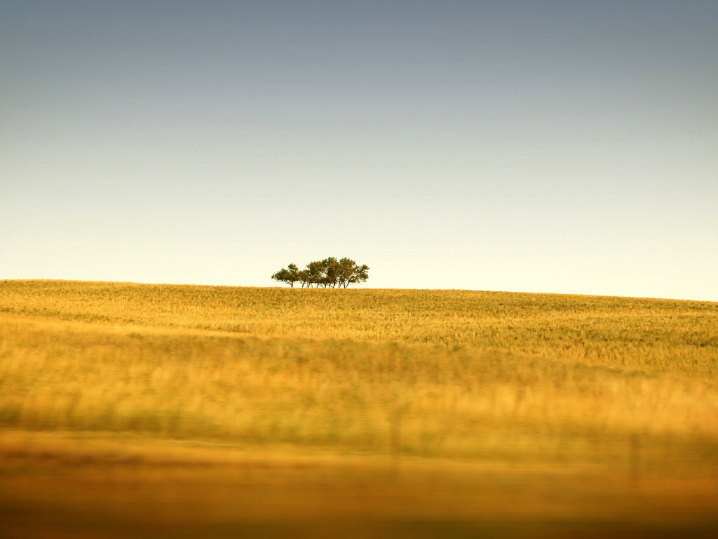 трава, холмы, природа, горизонт, пейзажи, дерево, деревья, поле, tilt-shift, поля, фото