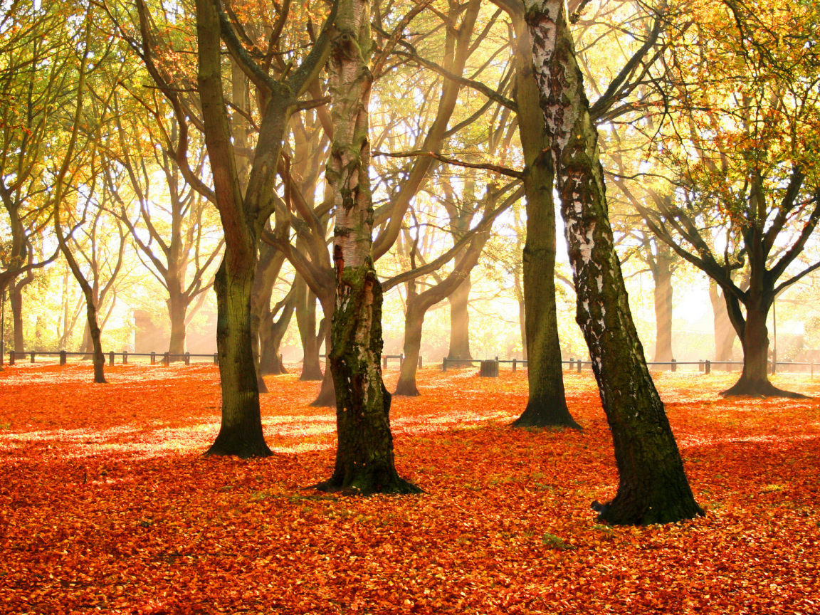 фото, листопад, деревья, листья, дерево, осень, парки, осенние обои, природа