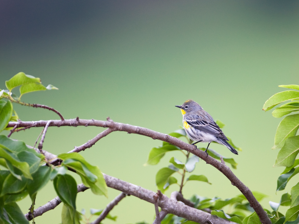птица, листва, yellow-rumped warbler (dendroica coronata), ветка