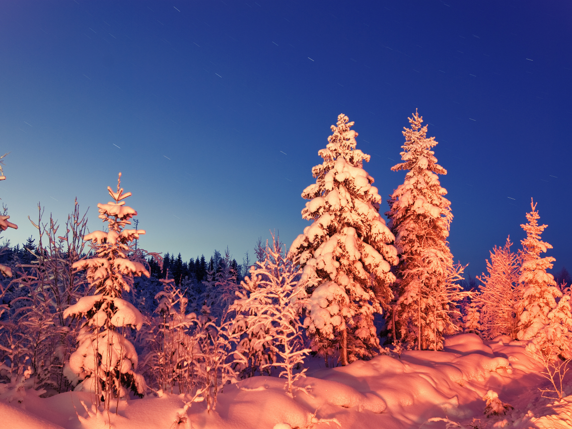 снег, зима, вечер, лес