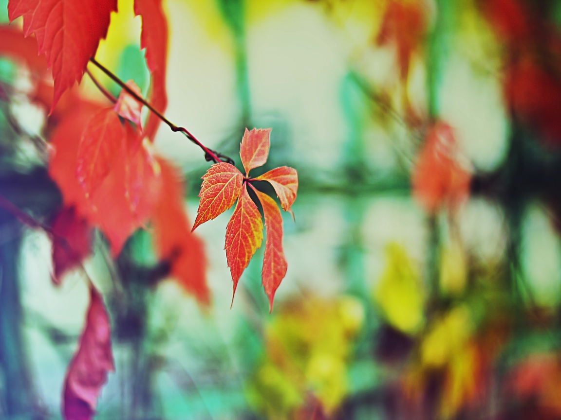 цвета, забор, дерево, настроение осень